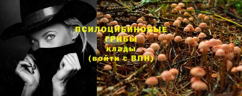 Псилоцибиновые грибы Psilocybe  Гремячинск 